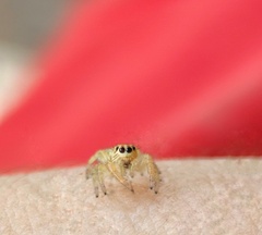 Macaroeris nidicolens