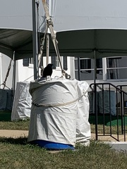 Corvus brachyrhynchos