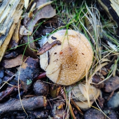 Macrolepiota