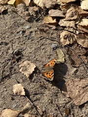 Nymphalis xanthomelas