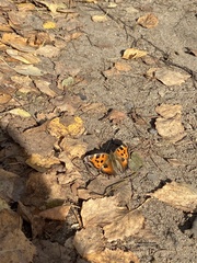 Nymphalis xanthomelas