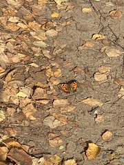 Nymphalis xanthomelas