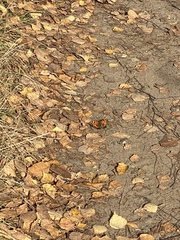 Nymphalis xanthomelas