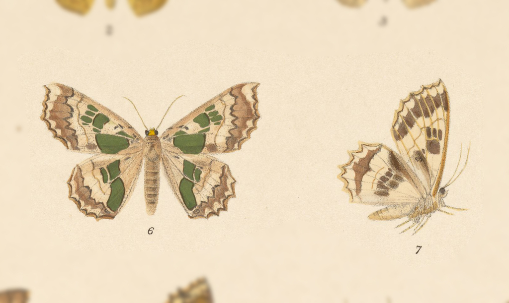 Trygodes musivaria