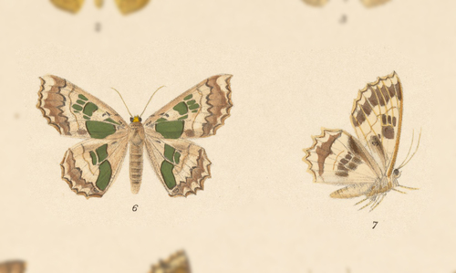 Trygodes musivaria