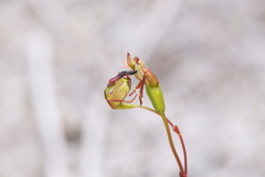 Caleana nigrita