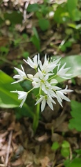 Allium ursinum
