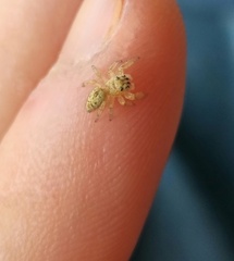 Macaroeris nidicolens