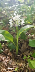 Allium ursinum