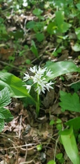 Allium ursinum