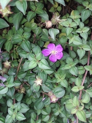 Heterotis rotundifolia