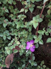 Heterotis rotundifolia