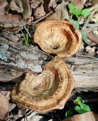 Microporus xanthopus