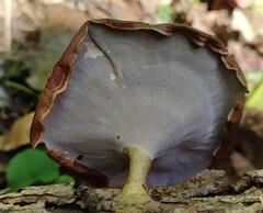 Microporus xanthopus