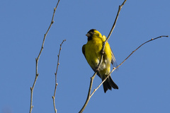 Spinus barbatus