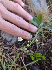 Pamphalea heterophylla