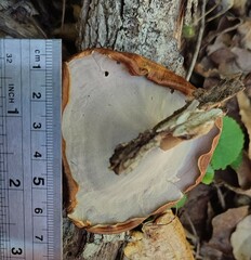 Microporus xanthopus