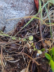 Pamphalea heterophylla