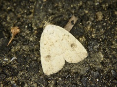 Anachrostis nigripunctalis