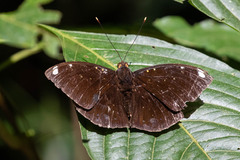Lexias albopunctata