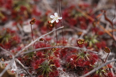 Drosera micrantha
