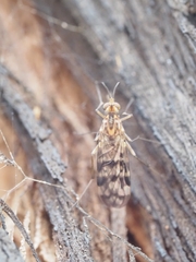 Sylvicola