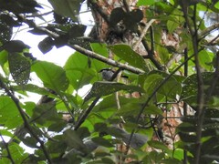 Ficedula westermanni