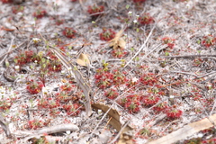 Drosera micrantha