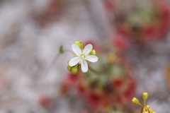 Drosera micrantha