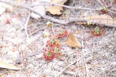 Drosera micrantha