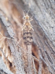 Sylvicola