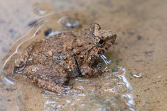 Limnonectes gyldenstolpei