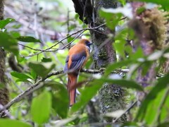 Harpactes whiteheadi