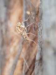 Sylvicola
