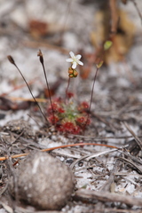 Drosera micrantha
