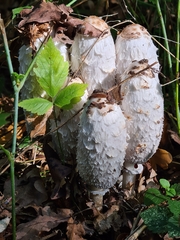 Coprinus comatus
