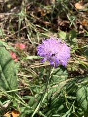 Knautia