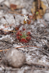 Drosera micrantha