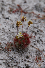 Drosera micrantha