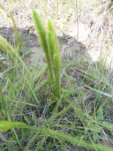 Image of Lycopodiella prostrata by (c) Will McFarland, some rights reserved (CC BY)