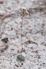 Stylidium piliferum