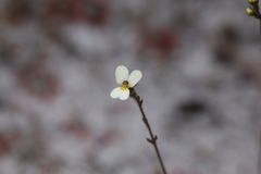Stylidium piliferum