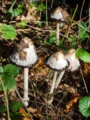 Coprinus comatus