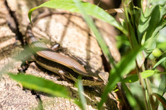Eutropis longicaudata