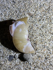 Satsuma