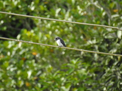 Artamus leucorynchus