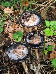 Coprinus comatus