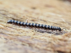 Diplopoda