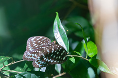 Lexias albopunctata
