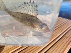 Gymnocephalus cernua